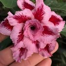 4 Seeds Light Pink Adenium Desert Rose Fresh Seeds