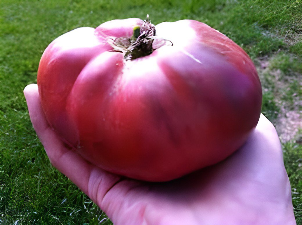 200 Seeds Heirloom Brandywine True Black Lycopersicon lycopersicum Tomato Fresh Seeds