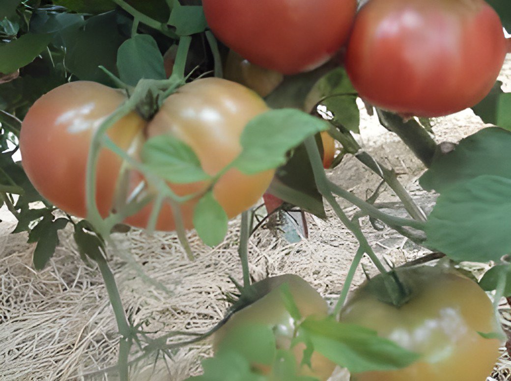 400 Seeds Big Black Tomato F1 Fresh Seeds