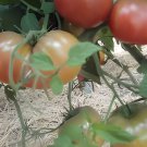 400 Seeds Big Black Tomato F1 Fresh Seeds