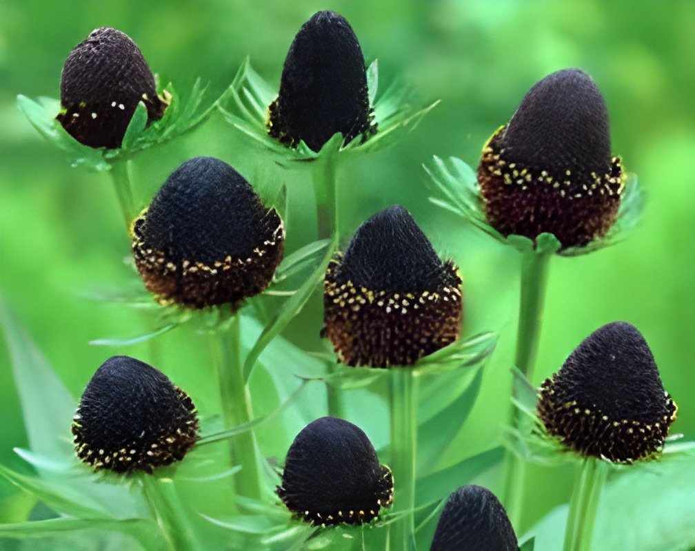 100 Seeds Genuine Green Wizard Rudbeckia Fresh Seeds