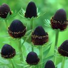 100 Seeds Genuine Green Wizard Rudbeckia Fresh Seeds