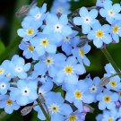 120 Seeds Myosotis Sylvatica Blue Forget Me Not Perennial Plants Fresh Seeds