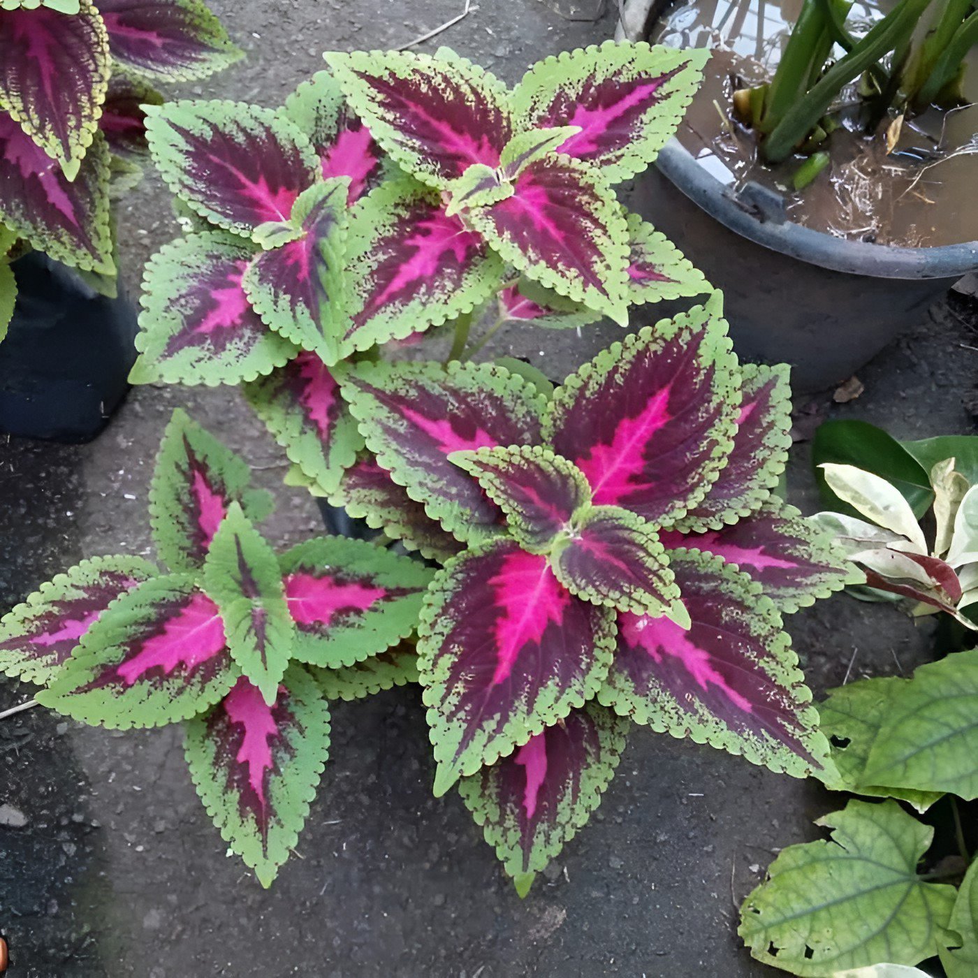 200 Seeds Coleus Fresh Seeds