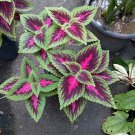 200 Seeds Coleus Fresh Seeds