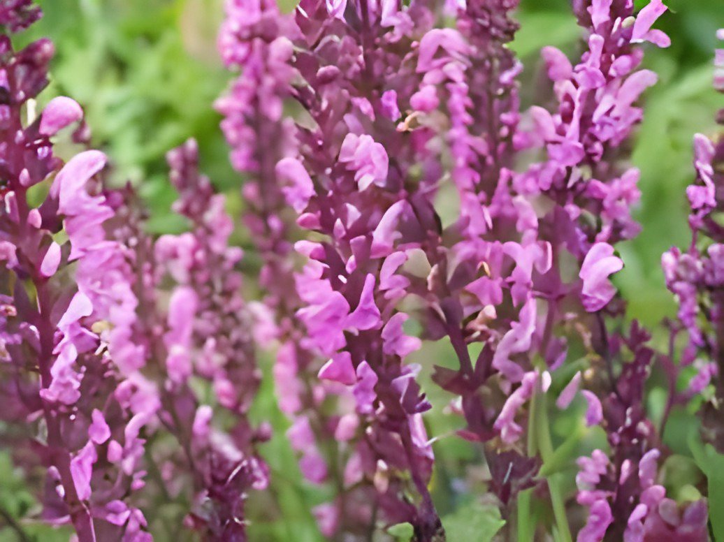 60 Seeds Heirloom Salvia Officinalis Pink Woodland Sage Perennial Flower Fresh Seeds