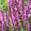 60 Seeds Heirloom Salvia Officinalis Pink Woodland Sage Perennial Flower Fresh Seeds