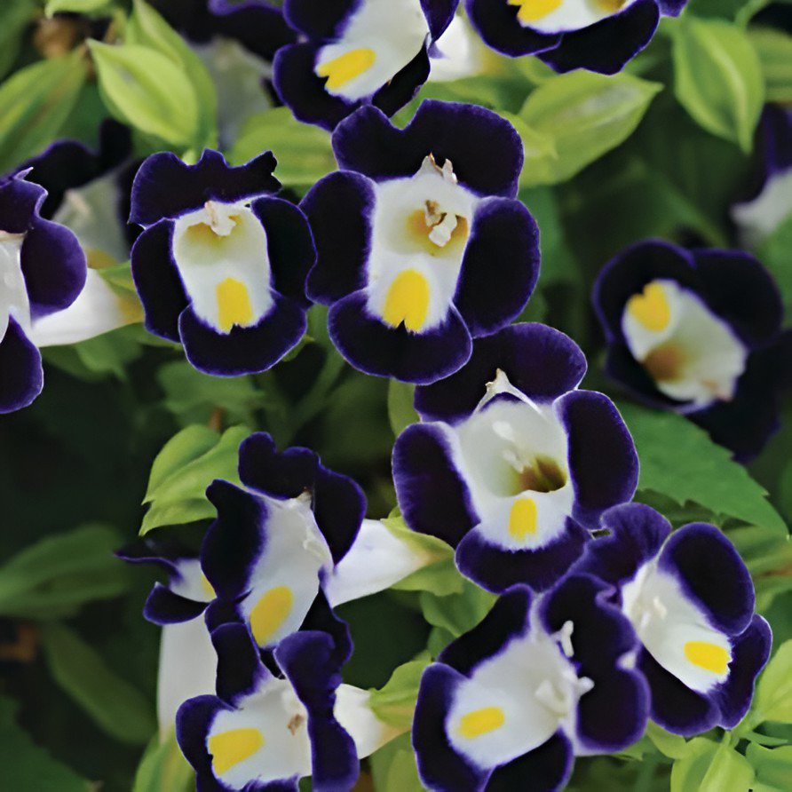 400 Seeds Mixed 4 Colors Torenia Fournieri Fresh Seeds
