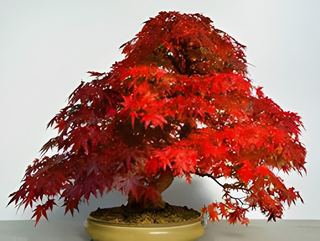 40 Seeds Japanese Red Maple Bonsai Tree Fresh Seeds