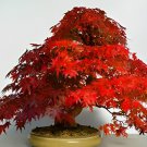 40 Seeds Japanese Red Maple Bonsai Tree Fresh Seeds