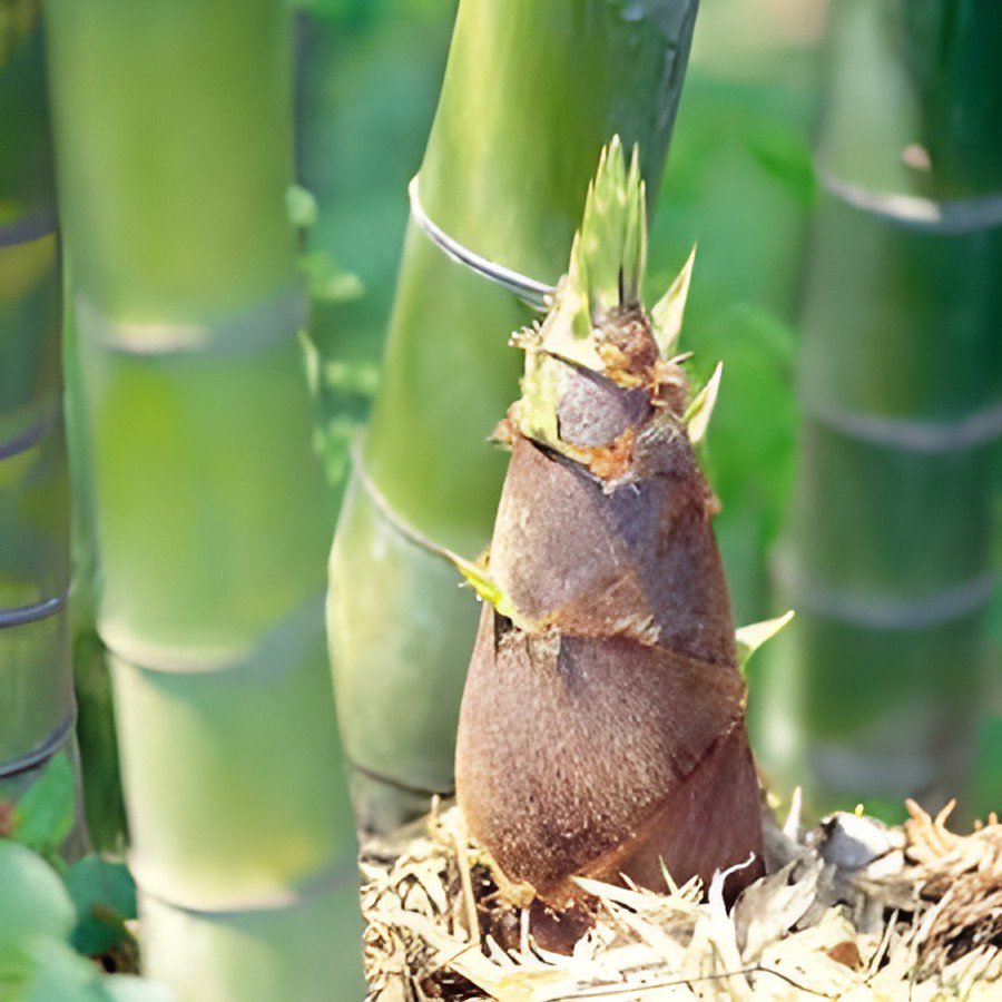 80 Seeds Giant Wholesale-Large Phyllostachys pubescens moso bamboo Fresh Seeds