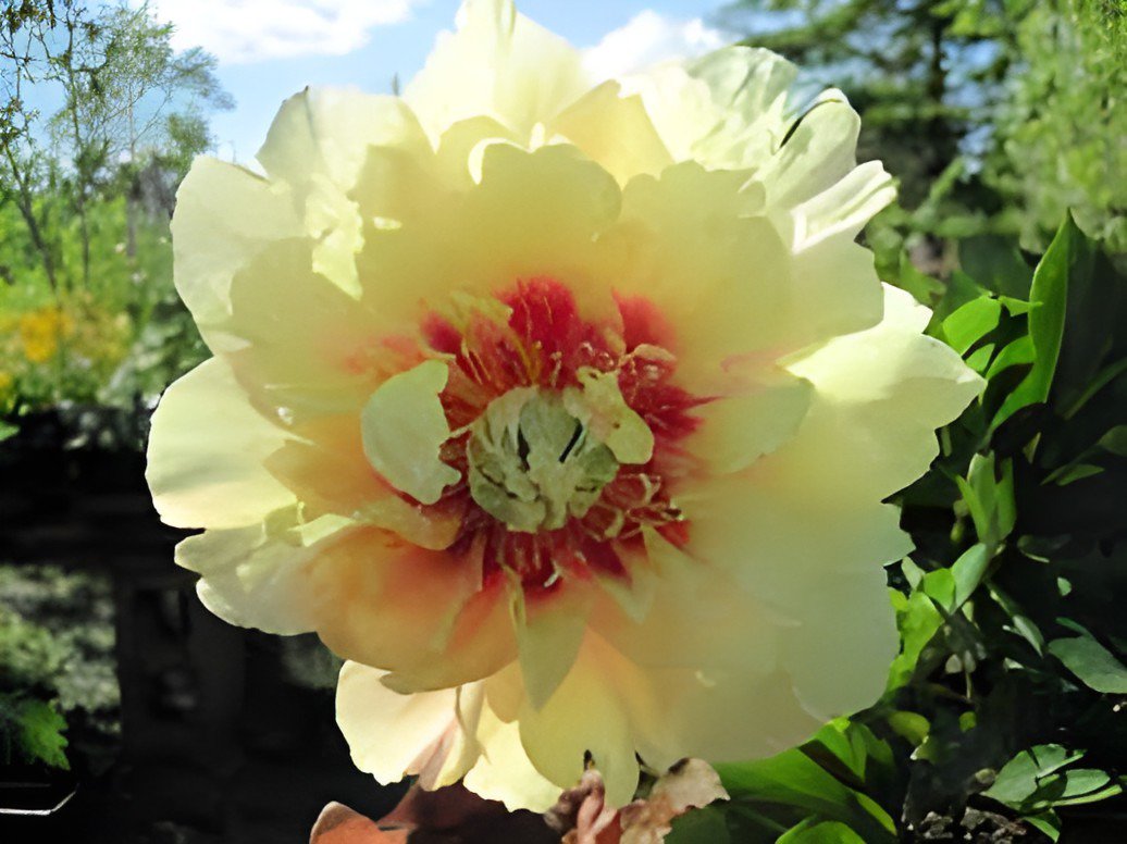 24 Seeds Peony Seeds Peony Variety Peony 'Prairie Charm' Fresh Seeds
