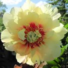 24 Seeds Peony Seeds Peony Variety Peony 'Prairie Charm' Fresh Seeds