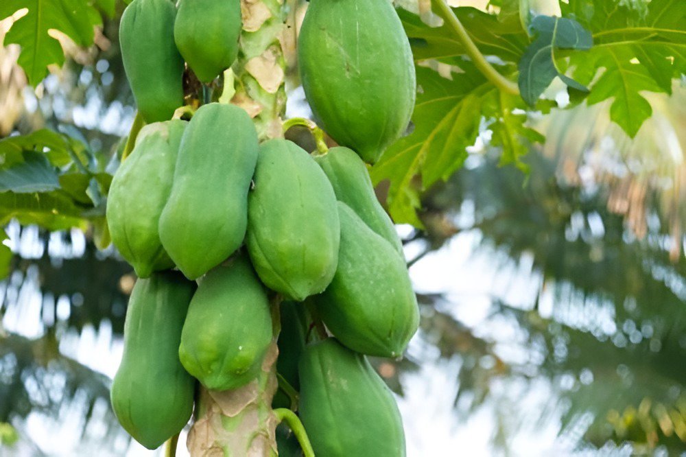 12 Seeds Papaya Giant Long Tree Fruit Fresh Seeds