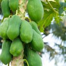 12 Seeds Papaya Giant Long Tree Fruit Fresh Seeds