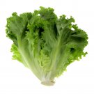 10 Seeds Hongkong Ice Berg Lettuce Fresh Seeds