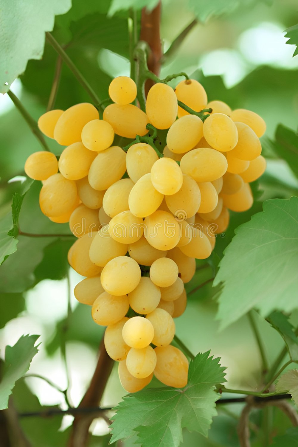 30 Seeds Rare Yellow Red Cluster of Grape Organic Fresh Seeds