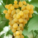 30 Seeds Rare Yellow Red Cluster of Grape Organic Fresh Seeds
