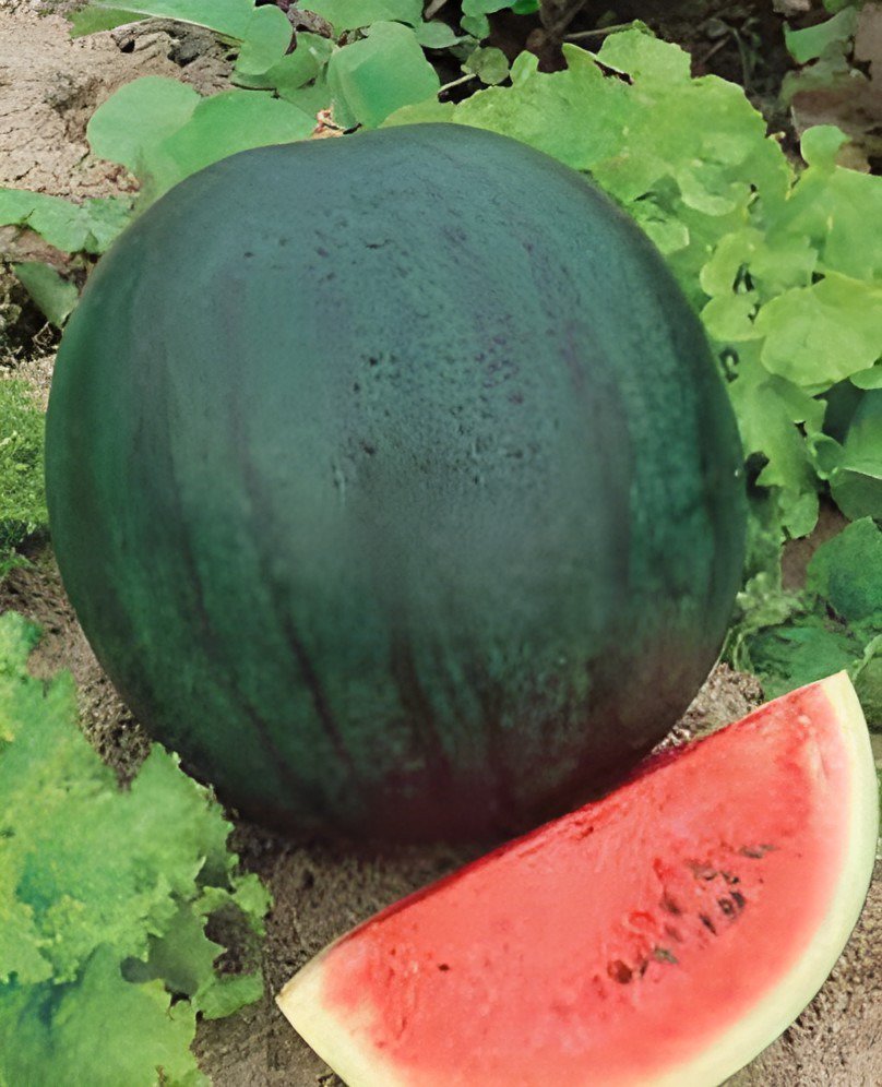 20 Seeds Organic Heirloom Small Sugar Baby Watermelon Citrullus Lanatus Fresh Seeds