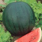20 Seeds Organic Heirloom Small Sugar Baby Watermelon Citrullus Lanatus Fresh Seeds