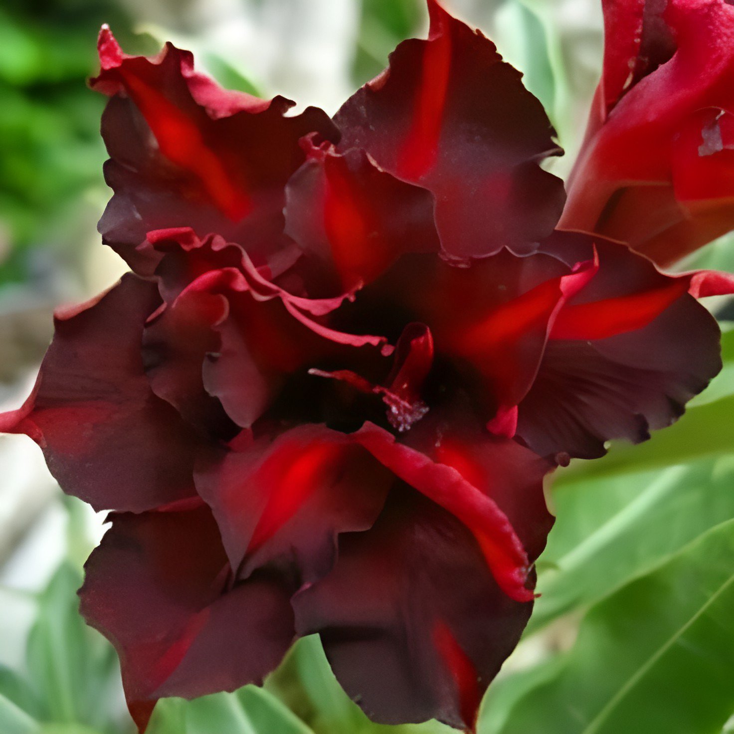 4 Seeds Adenium Dark Red Desert Rose Fresh Seeds