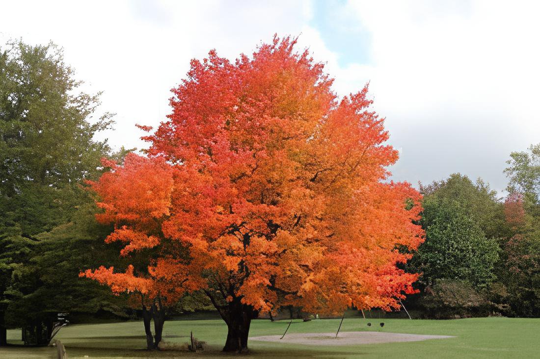 40 Seeds Sugar Golden Maple Tree Fresh Seeds