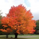 40 Seeds Sugar Golden Maple Tree Fresh Seeds