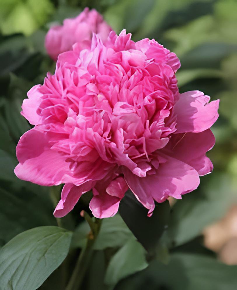 10 Seeds Rare 'Purple Chief' Shiny Peony Shrub Flower Fresh Seeds