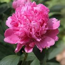 10 Seeds Rare 'Purple Chief' Shiny Peony Shrub Flower Fresh Seeds