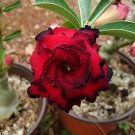 4 Seeds Great Fortunes' Adenium Desert Rose Fresh Seeds