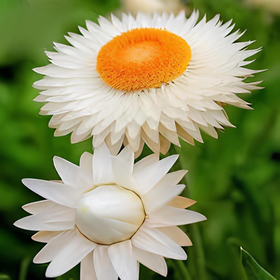 60 Seeds White Strawflowers Helichrysum bracteatum Fresh Seeds