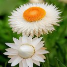 60 Seeds White Strawflowers Helichrysum bracteatum Fresh Seeds