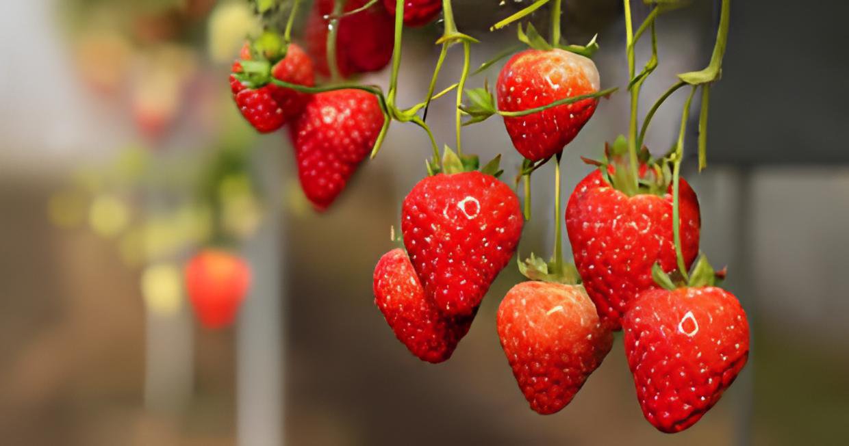 200 Seeds Mixed 9 Types of Strawberry Fruit Fresh Seeds