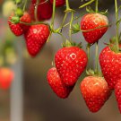 200 Seeds Mixed 9 Types of Strawberry Fruit Fresh Seeds