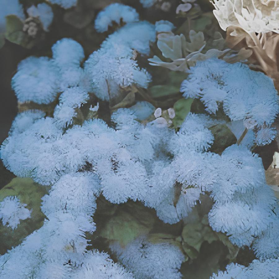 76 Seeds Ageratum 'Blue Ball' Quality Flower Fresh Seeds