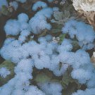 76 Seeds Ageratum 'Blue Ball' Quality Flower Fresh Seeds