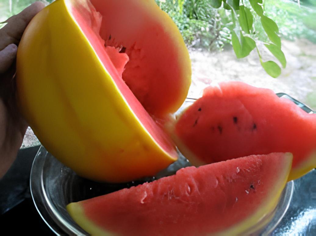 40 Seeds Watermelon 'Gift of the Sun' Yellow Skin Red Inside Fruit Fresh Seeds