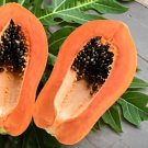 12 Seeds Yellow Papaya Yellow Skin Organic Fruit Fresh Seeds