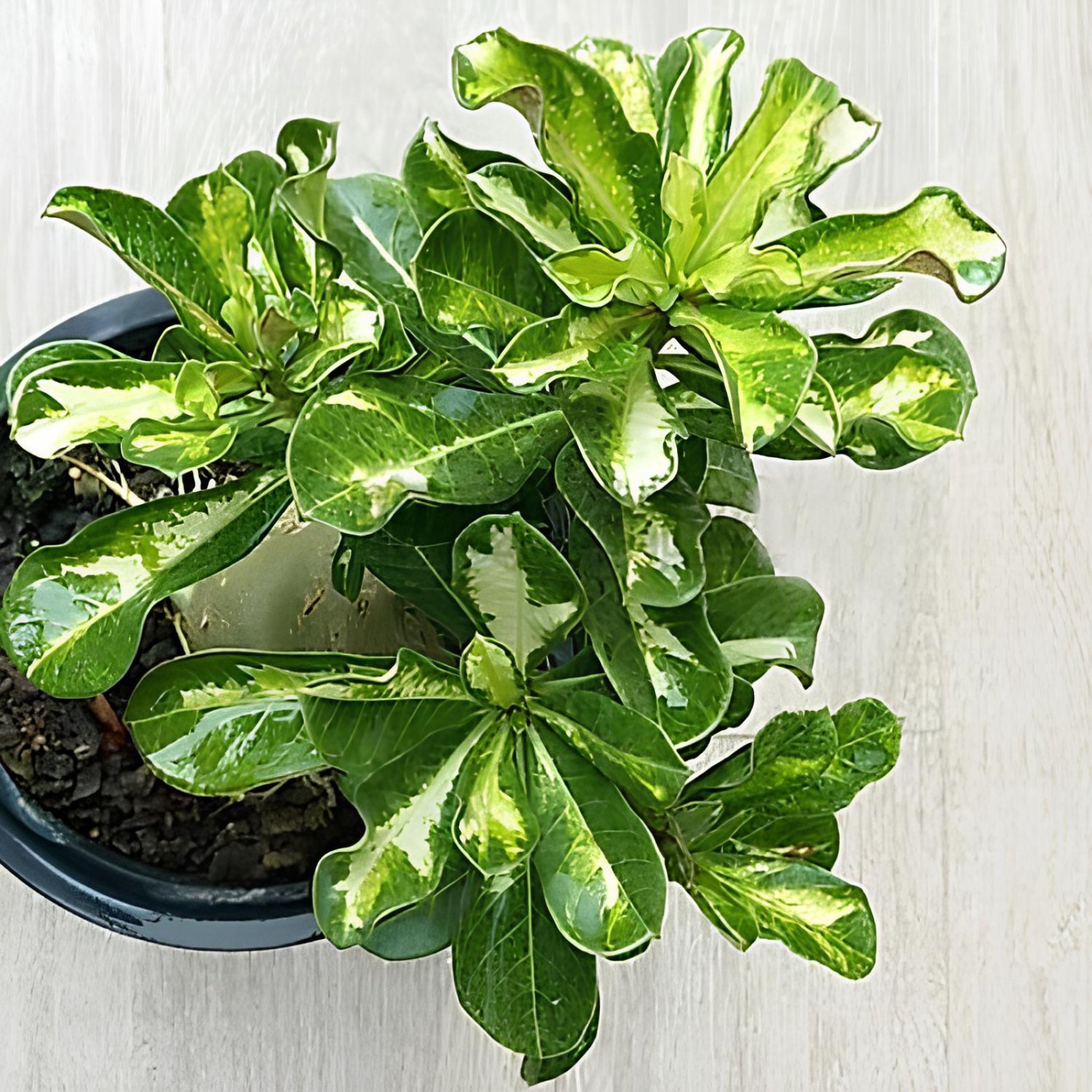 2 Seeds True Desert Rose Scarce Grafted Variegated Leaves Petals Potted Fresh Seeds
