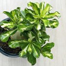 2 Seeds True Desert Rose Scarce Grafted Variegated Leaves Petals Potted Fresh Seeds
