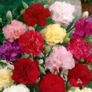 400 Seeds Carnation Seeds Dianthus Caryophyllus Rare Black Blue Colorful Purple Fresh Seeds