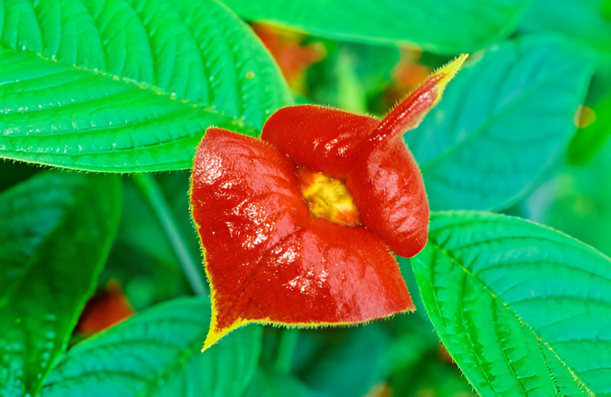 200 Seeds Sexy Red Lip Flower Fresh Seeds