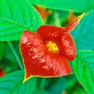 200 Seeds Sexy Red Lip Flower Fresh Seeds