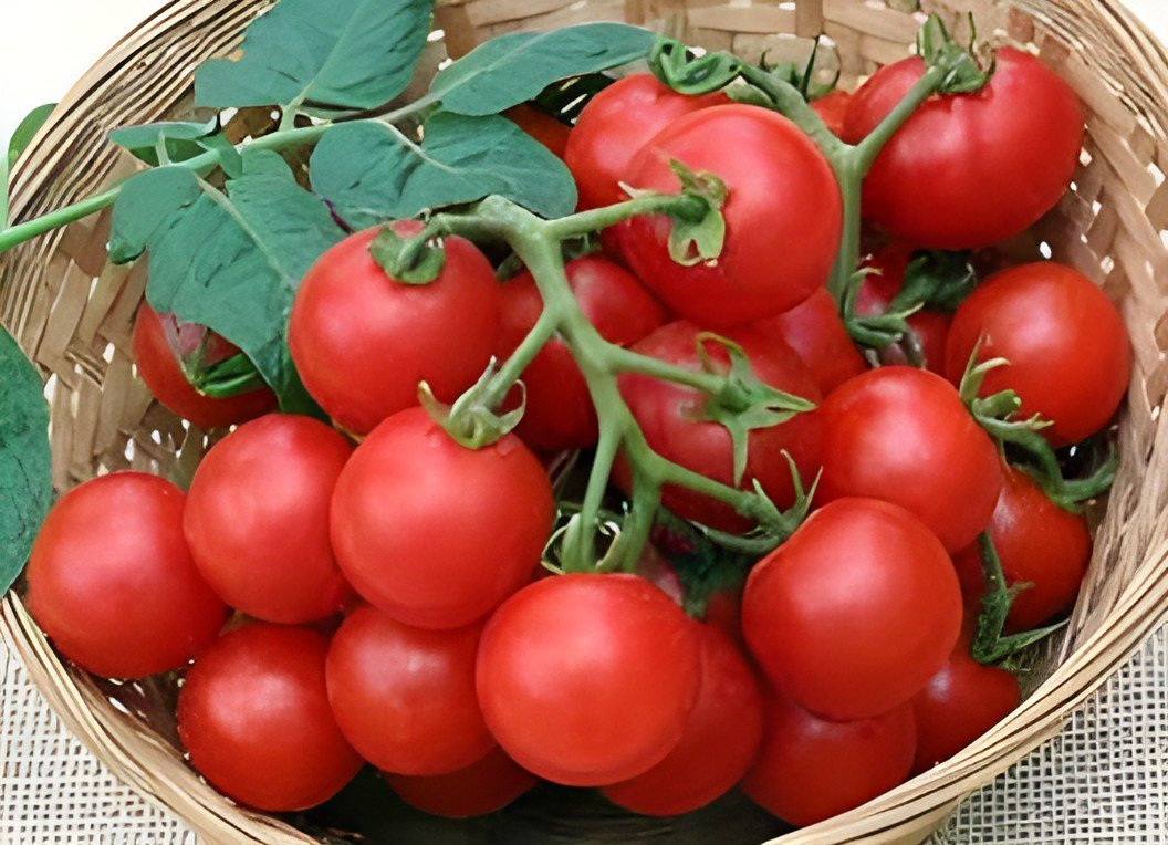 200 Seeds Husky Cherry Red Tomato Fresh Seeds