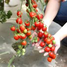 200 Seeds Sweetie Tomato Cherry Fruit Fresh Seeds