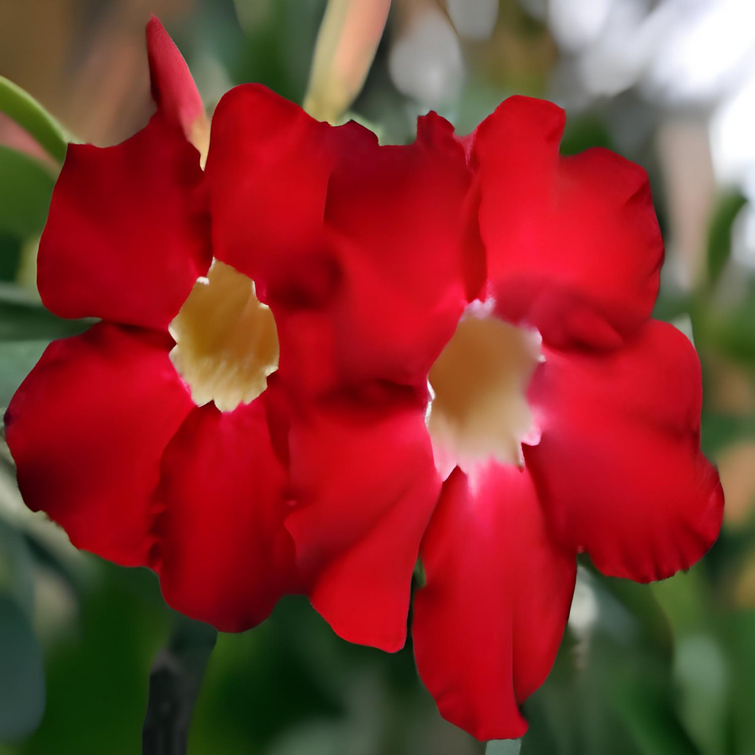 10 Seeds Adenium Red Colorful Double Flowers Fresh Seeds