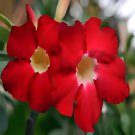 10 Seeds Adenium Red Colorful Double Flowers Fresh Seeds
