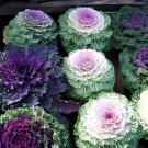 60 Seeds Brassica Oleracea Heirloom Mixed Ornamental Kale Fresh Seeds