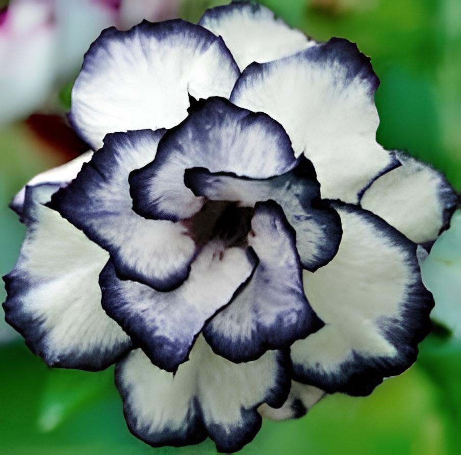 4 Seeds Desert Rose Adenium Black White Single Petal Flowers Fresh Seeds
