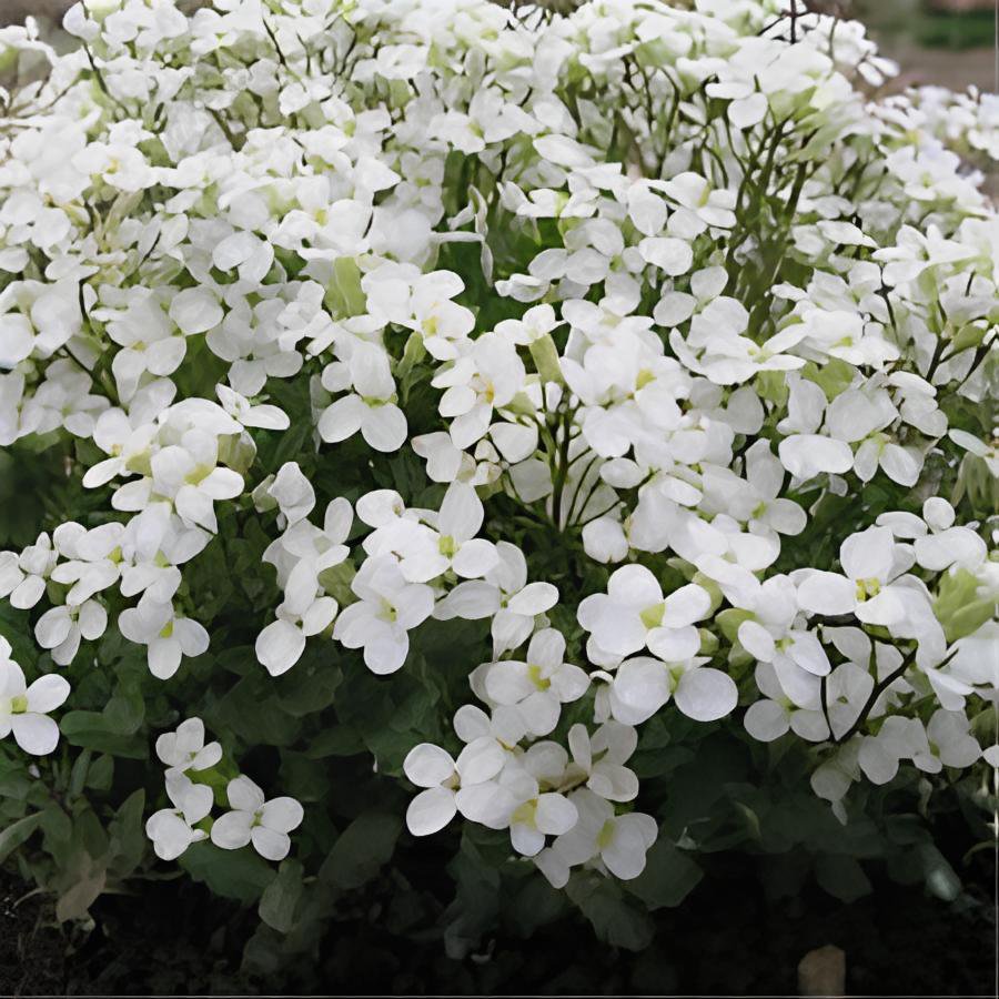 200 Seeds Creeping Thyme White Red Available Fresh Seeds